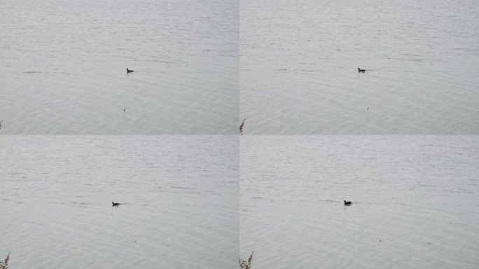 湖面上游泳的鸭子