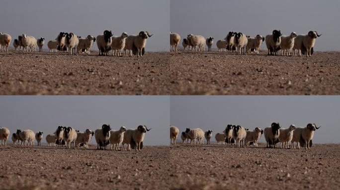 戈壁滩羊群绵羊