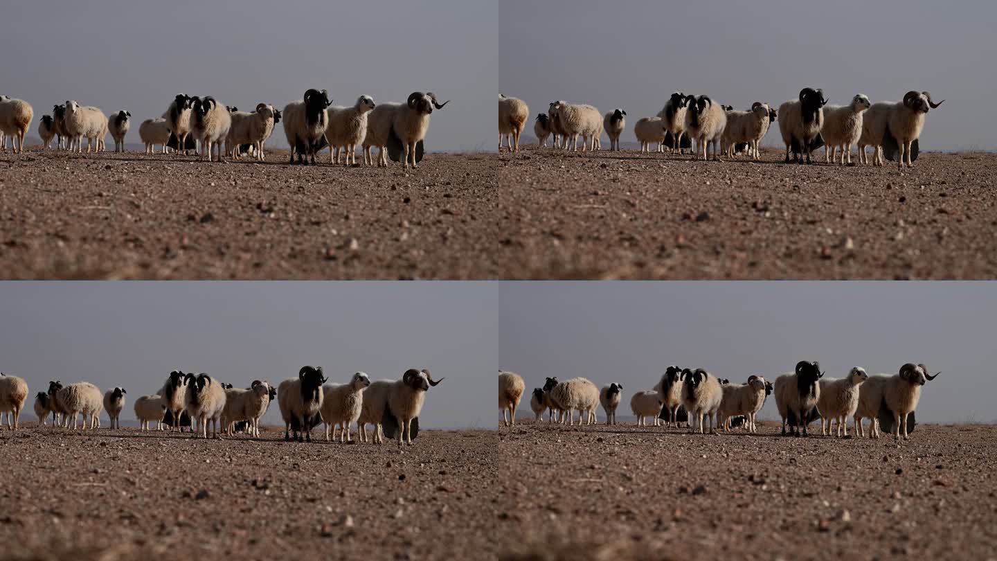 戈壁滩羊群绵羊