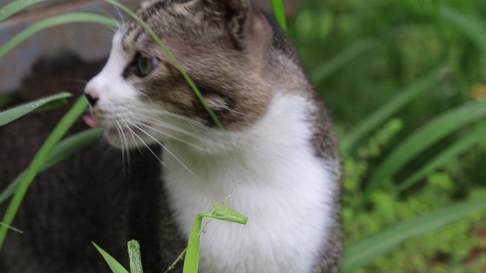 狸花猫特写，狸花猫吃草特写，中华田园猫