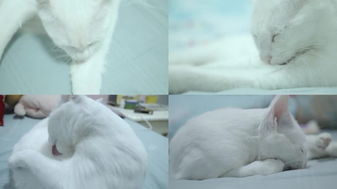 白色猫咪舔毛宠物饲养喂养清理护理卫生