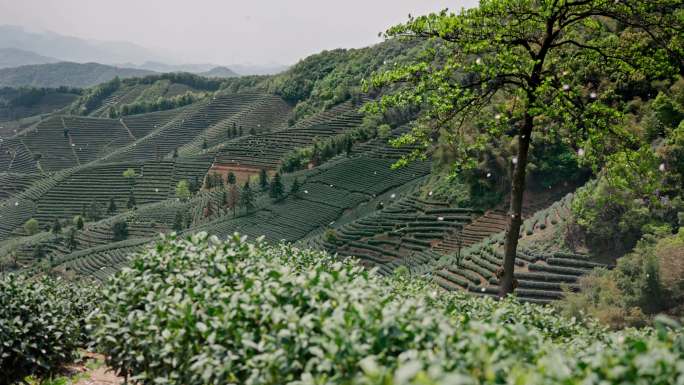 高山茶园茶山美景