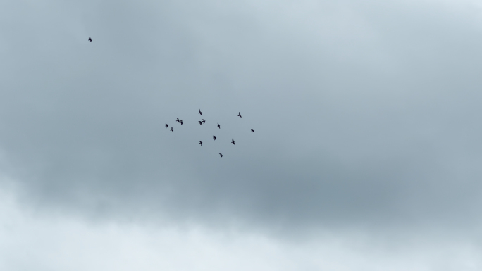 4k 天空中一群飞鸟空镜头