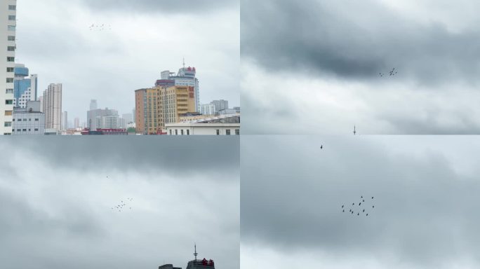 4k 天空中一群飞鸟空镜头
