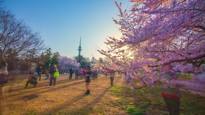 青岛中山公园春天樱花人流延时合集