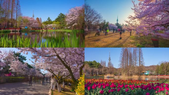 青岛中山公园春天樱花人流延时合集