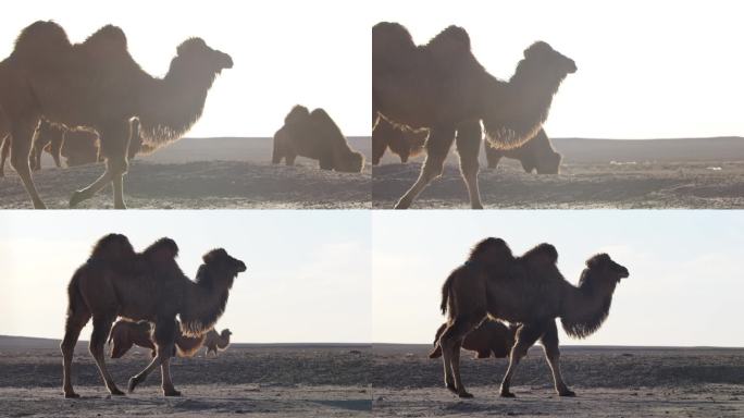 骆驼实拍素材 冬季 干旱 戈壁滩