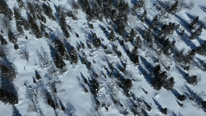 航拍吉林长白山雪原森林自然风光