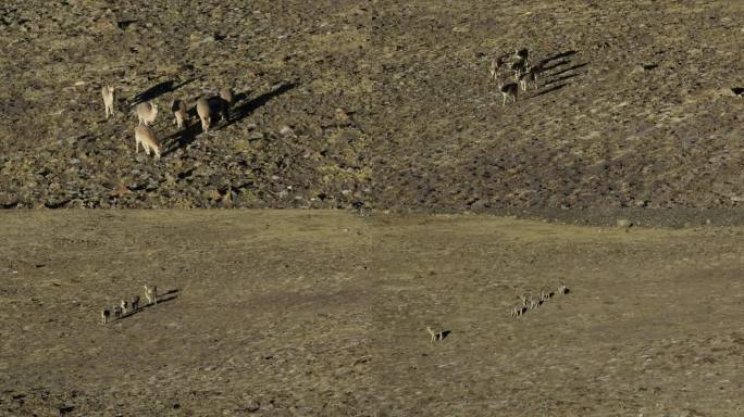 无人区觅食行走的藏原羚奔跑的藏原羚