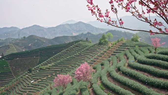 高山茶园樱花飞舞