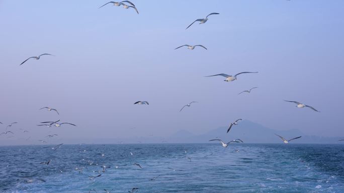 航海 海上游玩 海鸥翱翔天空