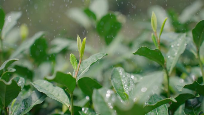 雨水茶园茶叶茶叶嫩芽