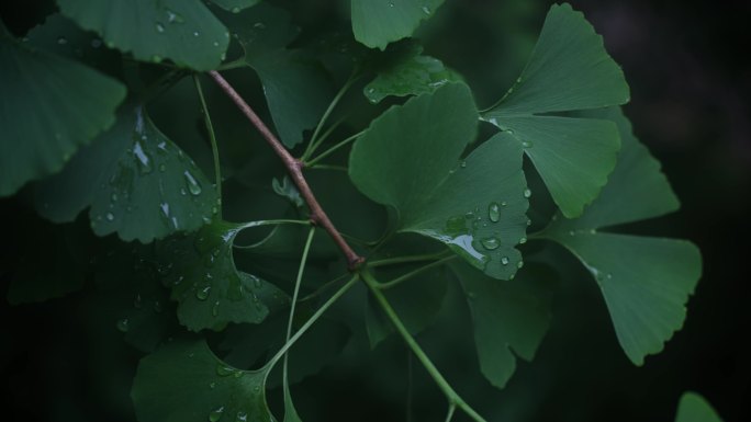 雨中的银杏叶