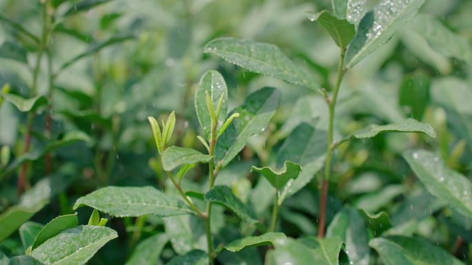 雨水茶园茶叶茶叶嫩芽