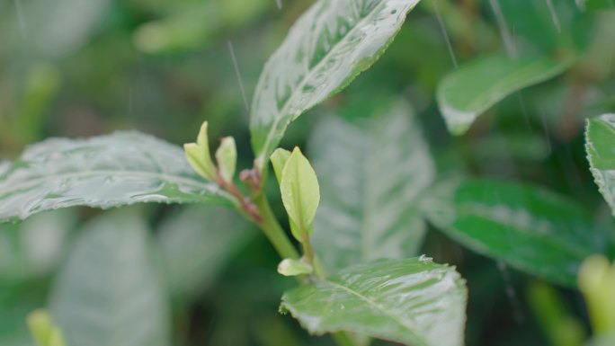 雨水茶园茶叶茶叶嫩芽