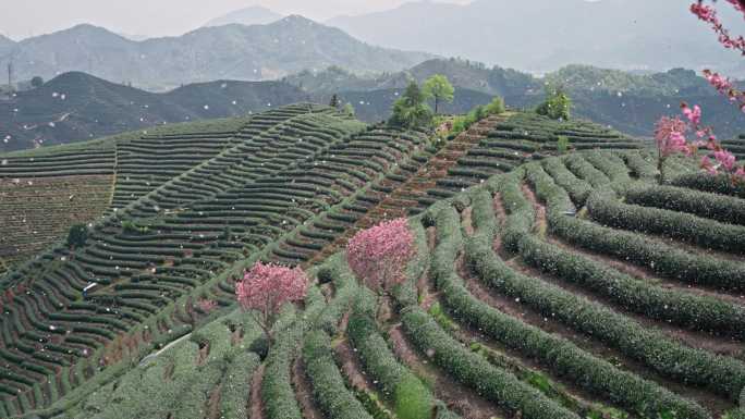 浪漫茶山樱花飞舞 花飞花落