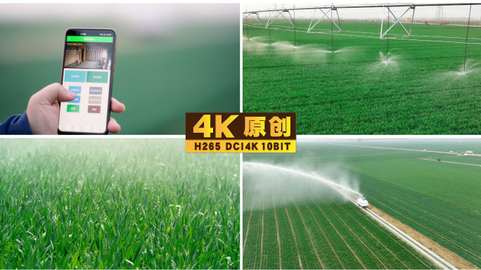 智慧农业高标准农田机器人灌溉小麦生长