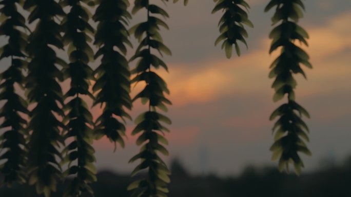 女生在乡村大树下小河边看晚霞治愈系风景