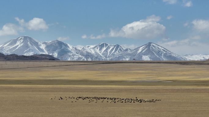 高原雪山下放羊的人高原牧场