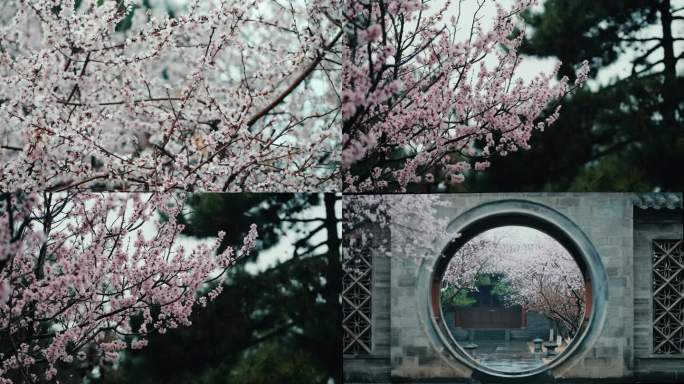 桃花 国风 春天 春 春雨 雨  古建筑