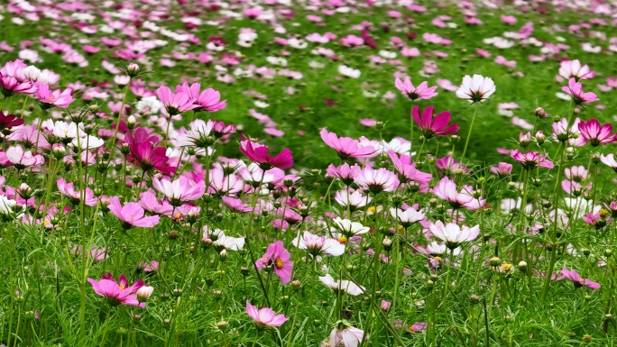 秋英波斯菊大波斯菊格桑花格桑梅朵