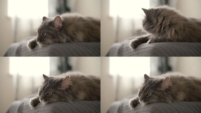 猫咪趴沙发