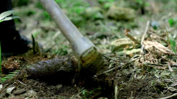 人们山间竹林挖竹笋挖春笋大自然的馈赠