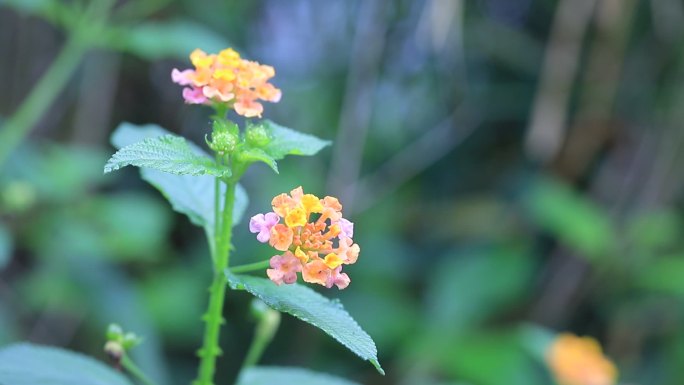 春天，马缨丹花微距特写