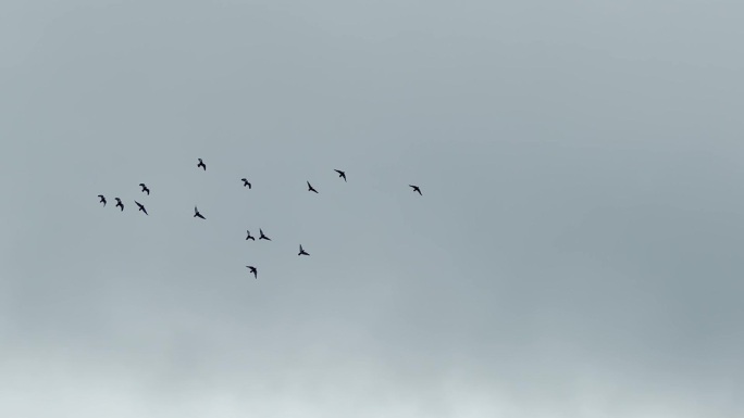 鸽子飞过阴霾的天空
