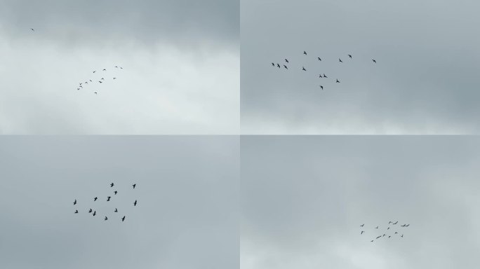 鸽子飞过阴霾的天空