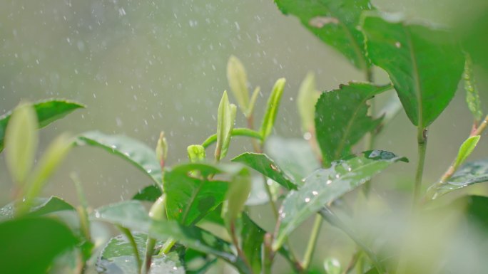 雨水茶园茶叶茶叶嫩芽