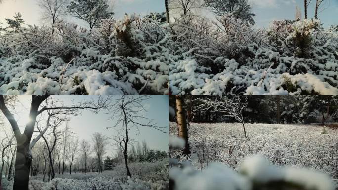 雾淞 雪 冬天 冰天雪地 雪后天晴 梦幻