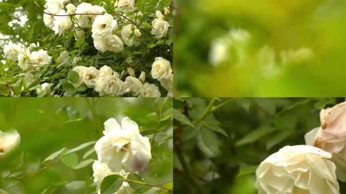 中国十大名花白色的月季花