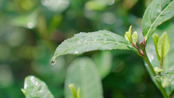 雨水茶园茶叶茶叶嫩芽