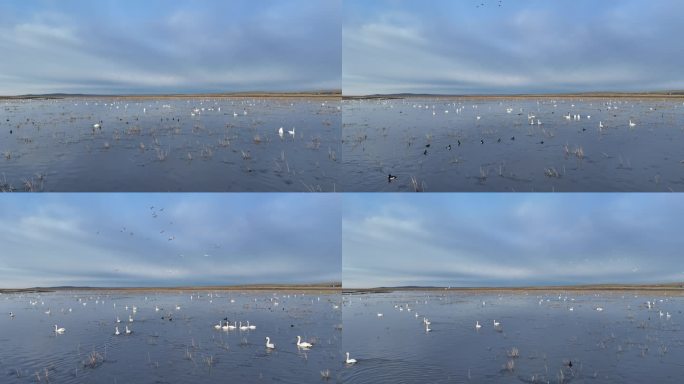 天鹅野鸭子草原湿地水中觅食