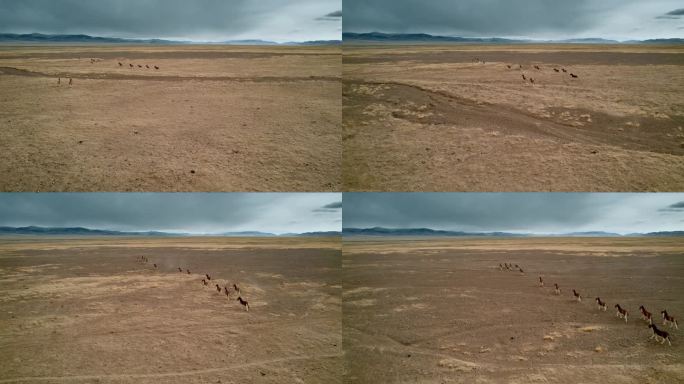 西藏风光317国道乌云高原牧场奔跑野驴
