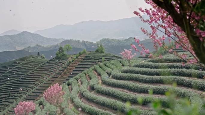 浪漫茶山樱花飞舞 花飞花落