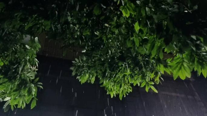 雨夜大雨夜雨绿叶雨夜风吹树叶摇摆雨滴雨声