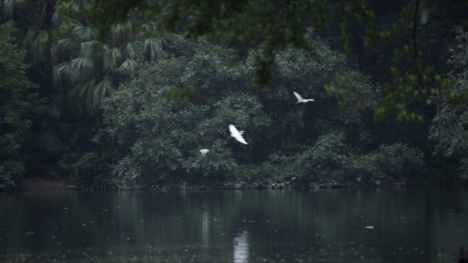 白鹭飞过