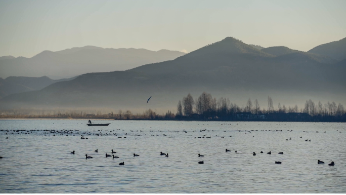 候鸟在泸沽湖的晨曦中自由飞翔