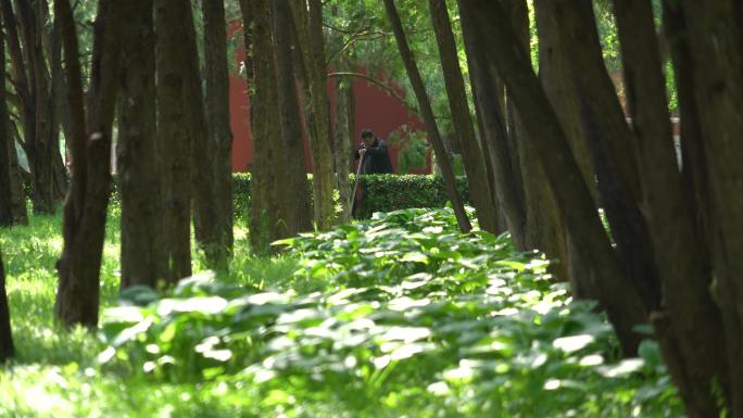 树林间的花草青青草地风光风景实拍4K