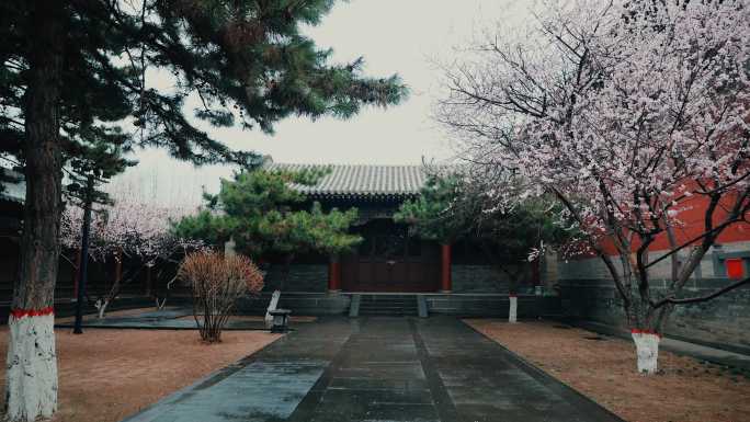 桃花 国风 春天 春 春雨 雨  古建筑