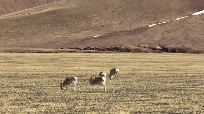 无人区觅食行走的藏原羚奔跑的藏原羚