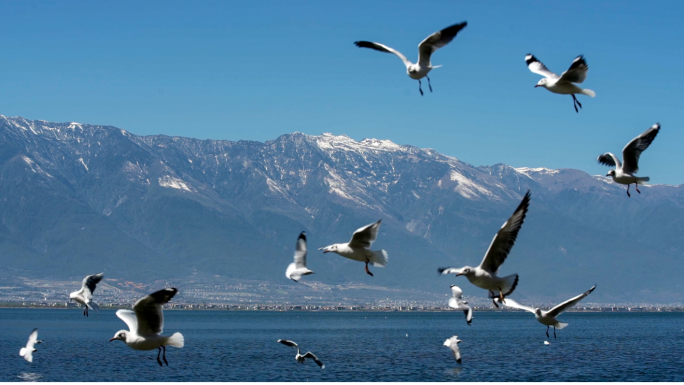大理洱海自由飞翔嬉戏的候鸟