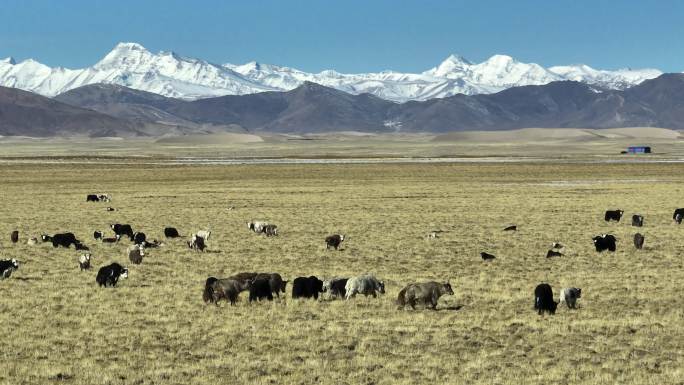 西藏雪域高原牧场