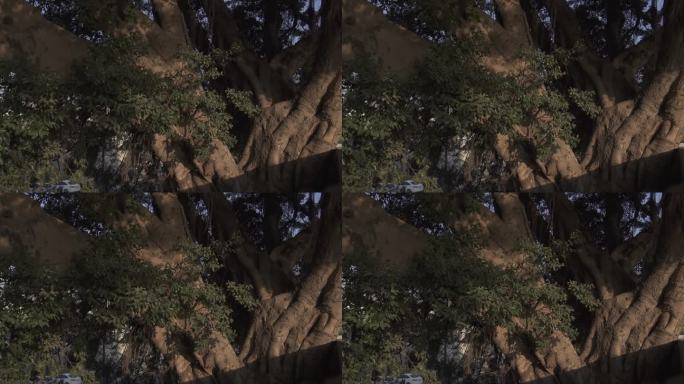 榕树树叶阳光空镜