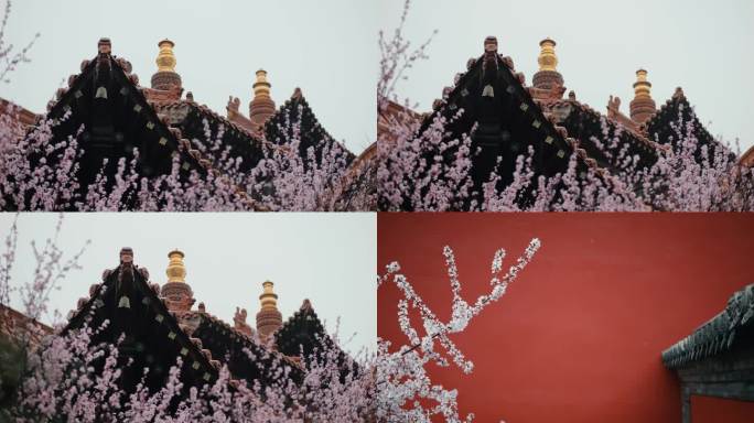 桃花 古建筑 春雨 雨 花 升格