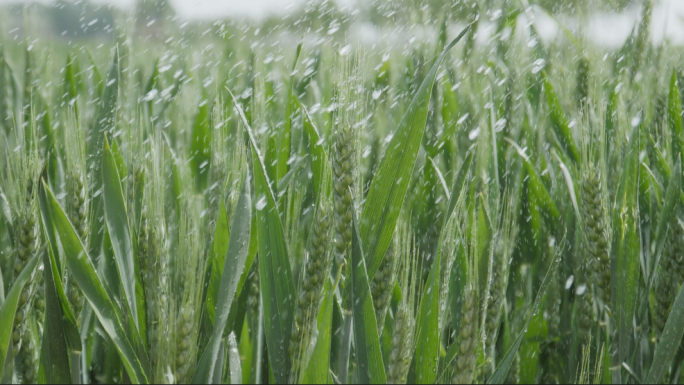 干旱的小麦麦田被雨水灌溉