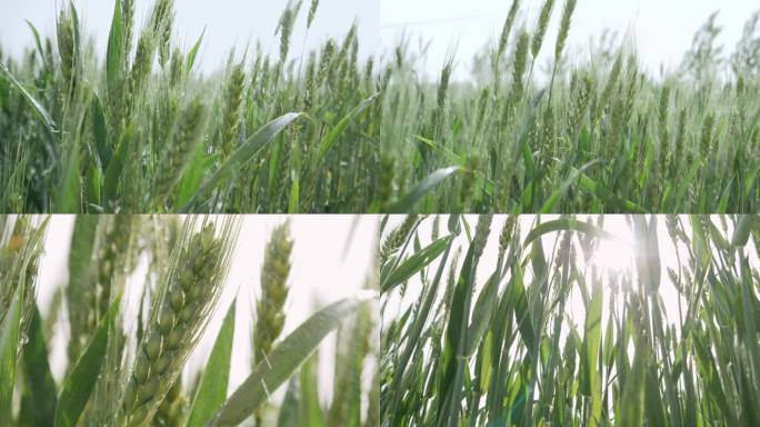 干旱的小麦麦田被雨水灌溉