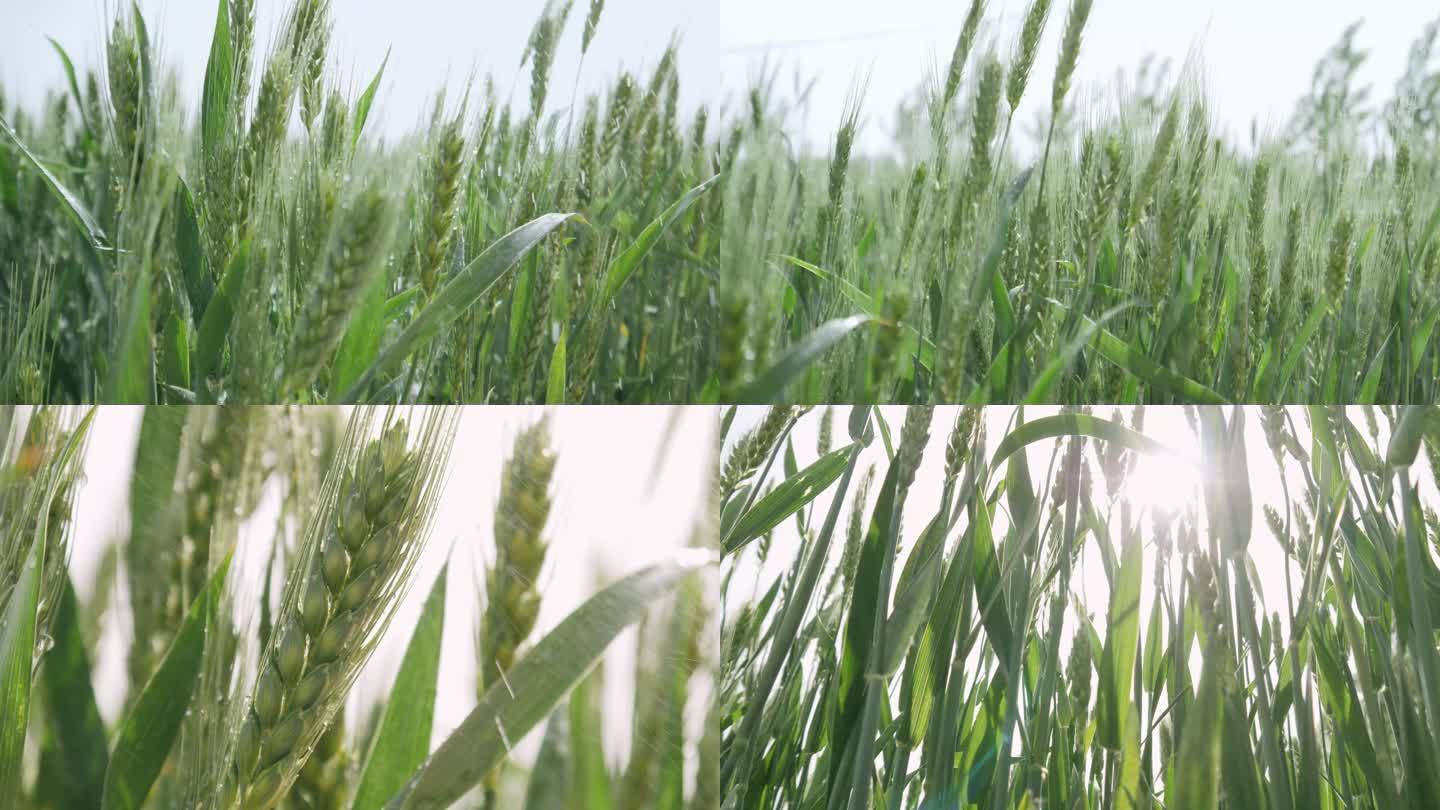 干旱的小麦麦田被雨水灌溉